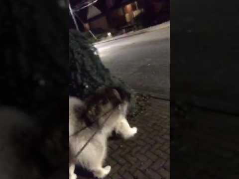 newmanthedog 2016 12 06 17 54 16