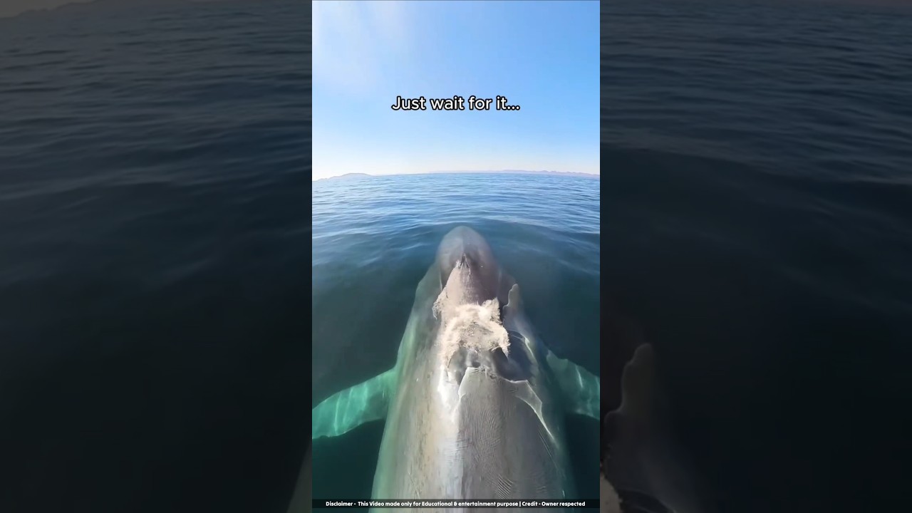 Why do scientists put tracking devices on whales ? #shorts