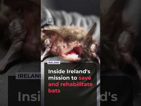 Ireland's bat rescuers fight fear and falling populations