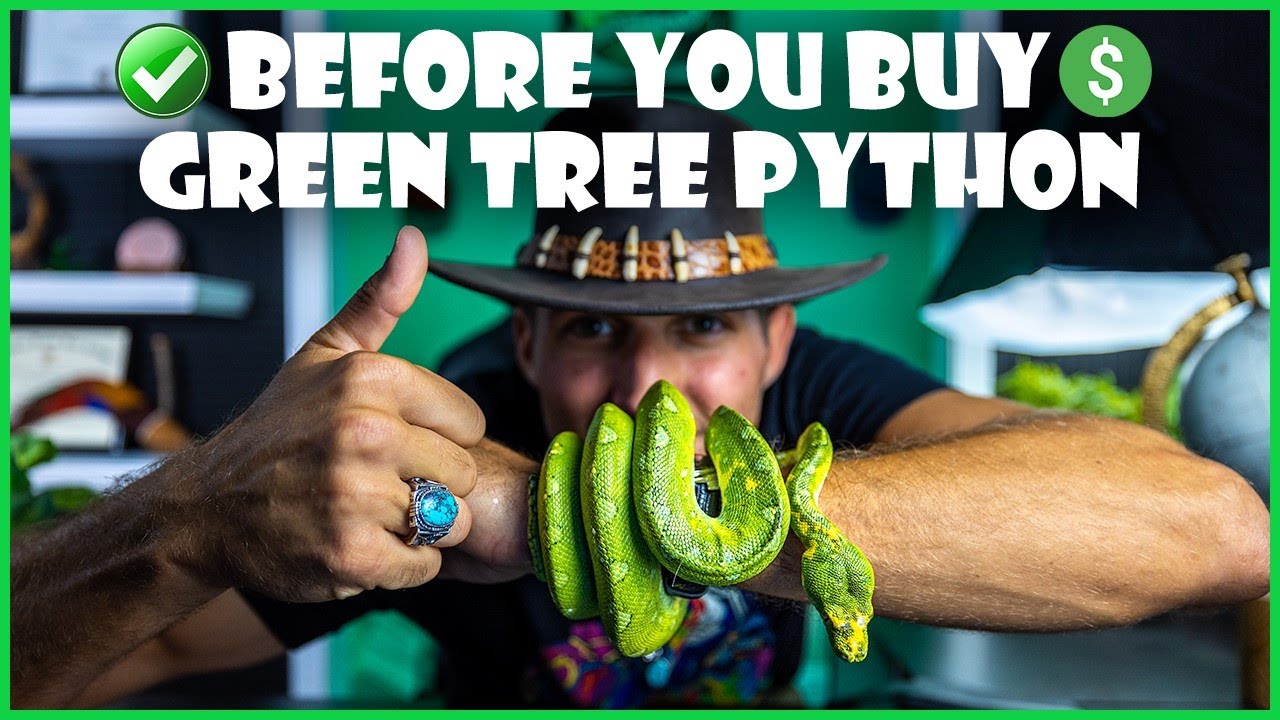 Before You Buy - Green Tree Python