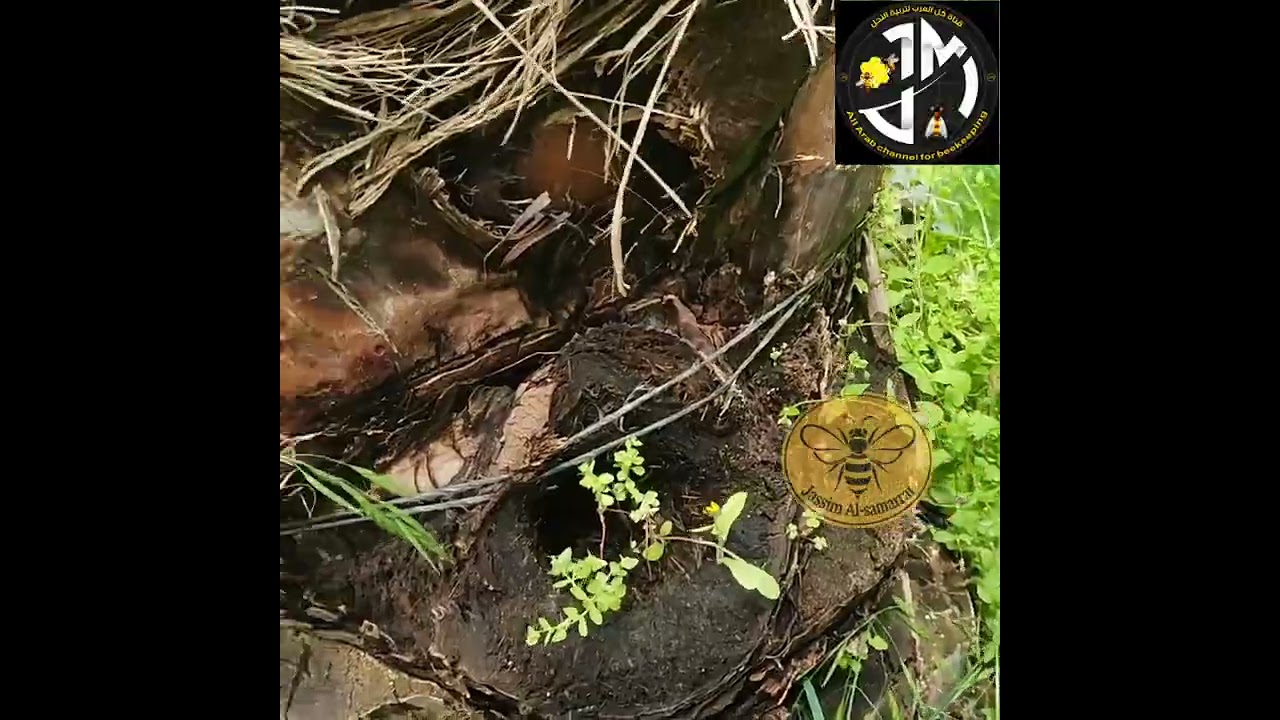 افضل طريقة لنقل الخلايا الى اماكن قريبة 