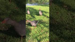 Feral domestic greylag geese