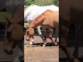 Horse First Time Meeting 2022 Managing Mixed Gender Herds