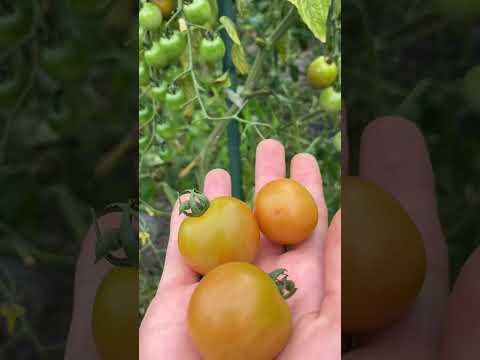 サラダ レタス チャイブ 受粉を行う果樹のふもとにある野菜は何でしょう