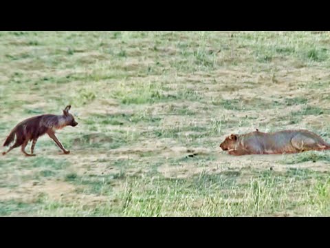 Hyena Walks Right into a Pride of Lions