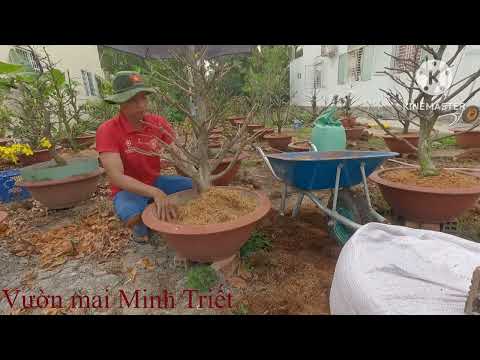 Xử lý rể, thay chất trồng, vô chậu cho cây mai trồng chậu chơi tết đầu năm.
