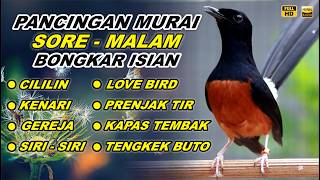Download lagu 🔴 LIVE 91 - Pancingan Murai Batu Pagi hari Full Isian Tembakan Mewah, cocok buat Murai malas bunyi mp3 Download lagu 🔴 LIVE 91 - Pancingan Murai Batu Pagi hari Full Isian Tembakan Mewah, cocok buat Murai malas bunyi mp3