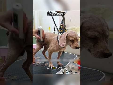 Saat Bulu Kusutnya Dipotong, Identitas Asli Anjing Ini Akhirnya Terungkap 😳 #animalstory