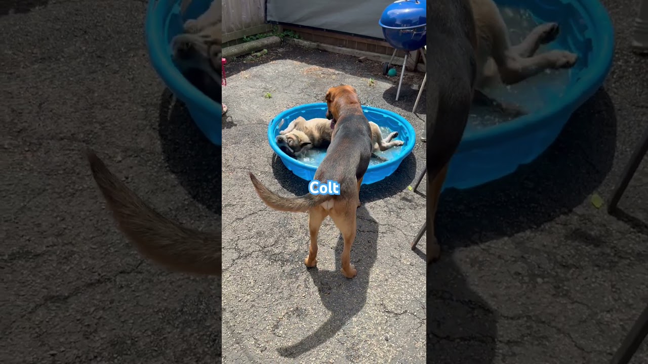 Enlarge Colt, a Adoptable mixed breed in Libertyville, IL video 6/6