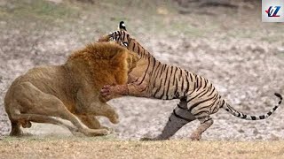 Tiger vs Lion: Who Wins a Fight?