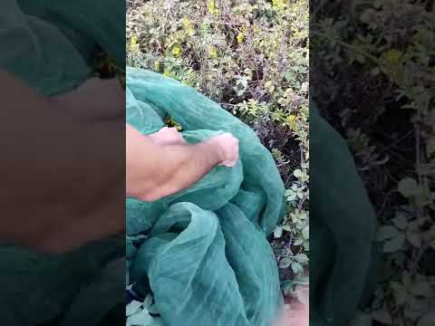 ...#pájaro liberado , #libre#.viral.