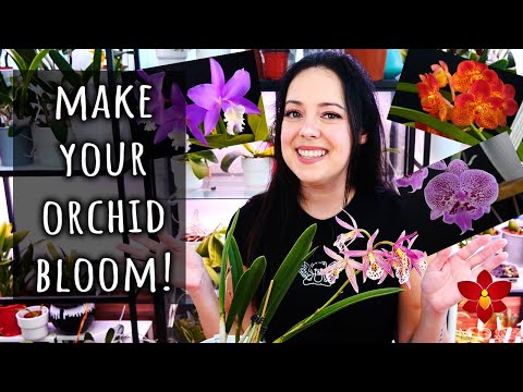 The trick to making Orchids bloom? - Orchid Care for Beginners
