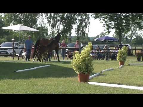 Fohlenschau 2023 - 12 Hengstfohlen v. Endorphin