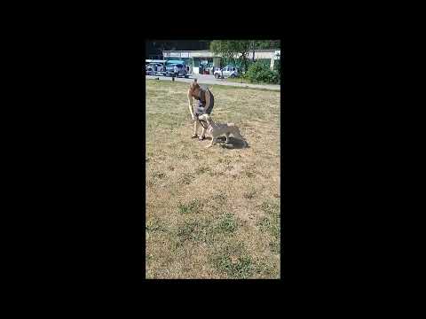 Saluki puppy for sale