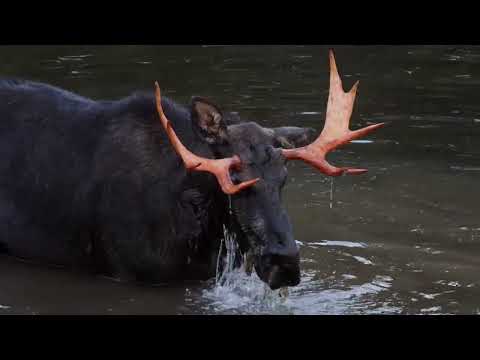 Moose  Beaver Pond Part 1   HD 1080p