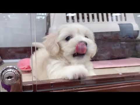 PETS when hungry 😂😂😂