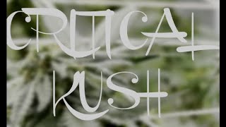 Critical Kush - Bulldogg (Official Music Video)