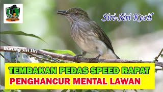 Download lagu Suara Burung Siri-Siri Kecil Tembakan Rapat Cocok Masteran Murai Batu Penghacur Mental Lawan mp3 Download lagu Suara Burung Siri-Siri Kecil Tembakan Rapat Cocok Masteran Murai Batu Penghacur Mental Lawan mp3