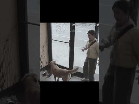 Bad boy, Look at this mess! / 나쁜 녀석, 이 난장판 좀 봐! #ai #funny #animals #fyp