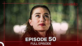 Lovebird Episode 50