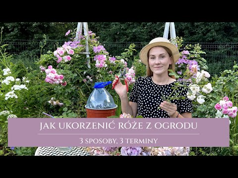 Jak ukorzenić róże | 3 sposoby | 3 terminy | moje błędy przy ukorzenianiu