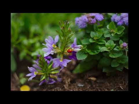 image : Samedi au jardin : Cabourg (Calvados) 