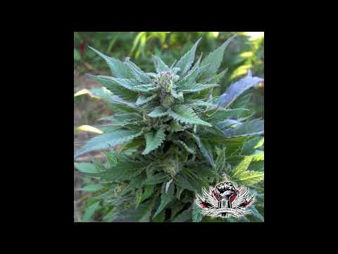 T.Kay - Ganja Breed (DnB Remix)