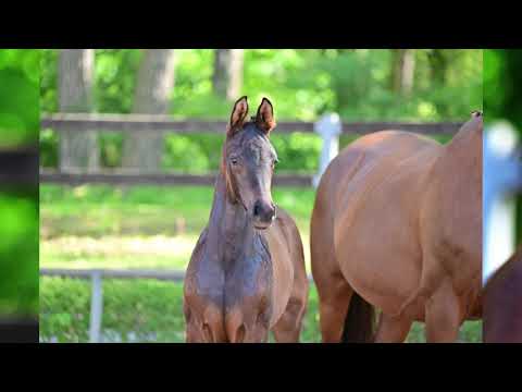 Vivanero - Quaterback