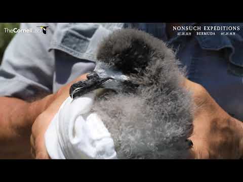 May 23 CahowCam 2 Health Check