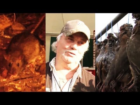 Fieldsports Britain – The Warrener + driven rats + driven partridge