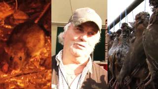 Fieldsports Britain – The Warrener + driven rats + driven partridge