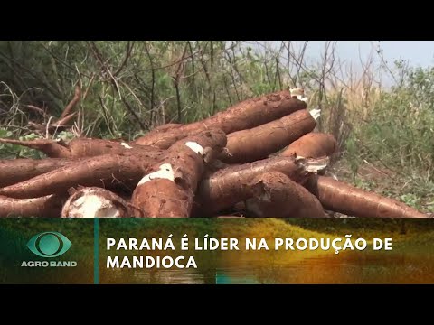 Paraná é líder na produção de mandioca