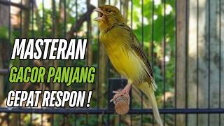 Download lagu Masteran Kenari Gacor Paling Ampuh & Respon Cepat!! kenari macet bunyi Langsung Nyaut mp3