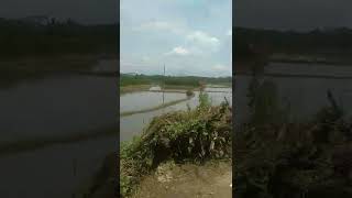 Download lagu jalan pedesaan #short #shorts #pedesaan #alam #sawah #kebun #gunung #sungai #pemandangan mp3 Download lagu jalan pedesaan #short #shorts #pedesaan #alam #sawah #kebun #gunung #sungai #pemandangan mp3
