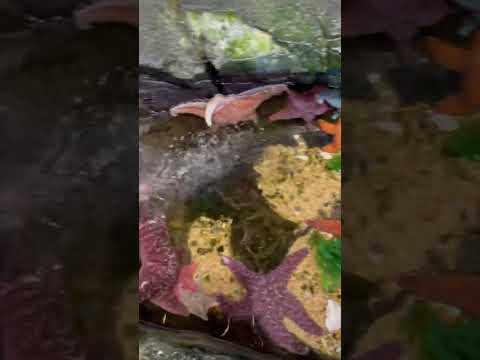 Come pat a star ￼ Waikiki aquarium  follow for more￼