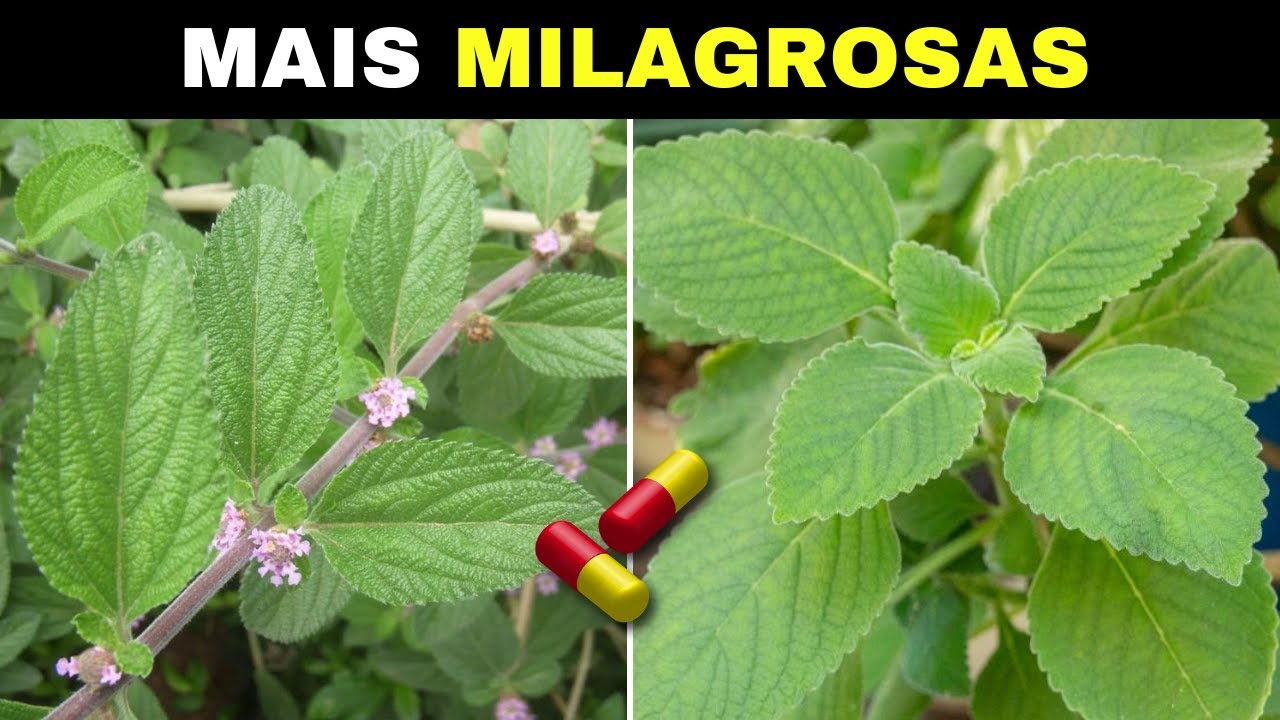 10 Plantas MEDICINAIS e MILAGROSAS Que Você Deve Ter Na Sua CASA (Parte 4)