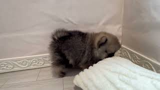 ポメラニアンの動画01