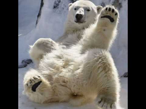 1 q sapro ursul din carpati