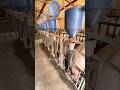 Ingenious Feeding System In A Rural Chinese Pig Farm No Advanced Tech Needed
