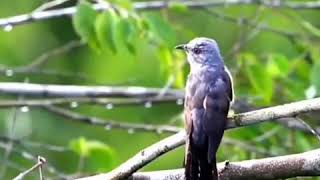 Download lagu Misteri suara burung kedasih mp3 Download lagu Misteri suara burung kedasih mp3