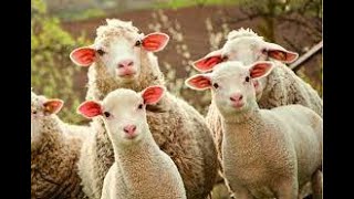 #myyearonyoutube animals | goats and sheep | grazing goats | #subscribers 👇