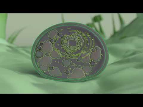 重曹オイジウムつる