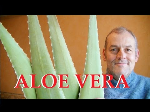 download lagu mp3 mp4 Leovera, download lagu Leovera gratis, unduh video klip Leovera