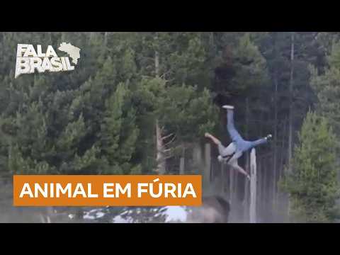 Bisão ataca e arremessa idoso a mais de dois metros de altura em parque nos Estados Unidos