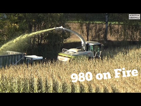 980 on fire #2 - Der King im Mais - Maisernte 2021 - Claas Jaguar 980 - LU Spitzner