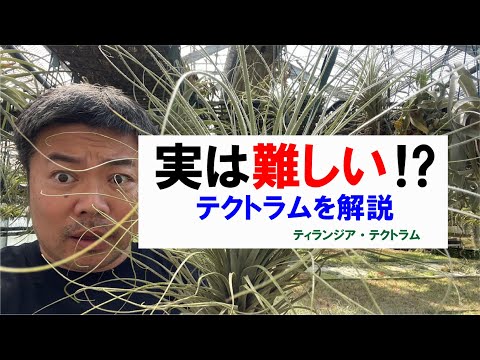 園芸 空気の娘たち、ティランジア