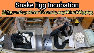 Snake Eggs Harvesting | இந்த பாம்பு என்ன 15 வாட்டி கடிச்சி வச்சிருக்கு | Tamil | SIMPLE WORLD