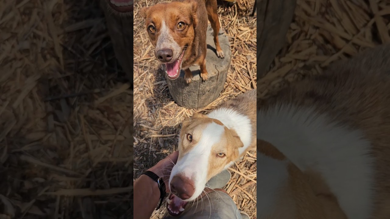 Enlarge Leonard, an adopted mixed breed in Junction City, OR video 4/6