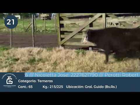 Lote Hembras - Gral Guido Bs As