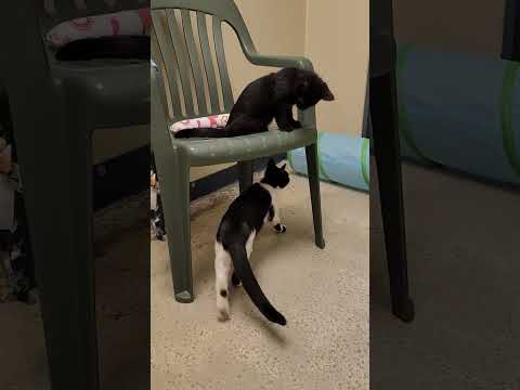 Playful Kittens Brynn & Betty + Shelter Song Request! 🎶😍